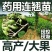 杜仲树