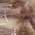 杜仲树