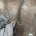玉露香梨树苗山西嫁接苗玉露香梨树苗梨树苗玉露香梨苗批发