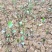 油茶苗，小芽苗大量出圃，数量100万株，欢迎联系