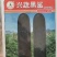 《兴蔬黑鲨》黑皮冬瓜种子个大品质好产量高欢迎致电咨询