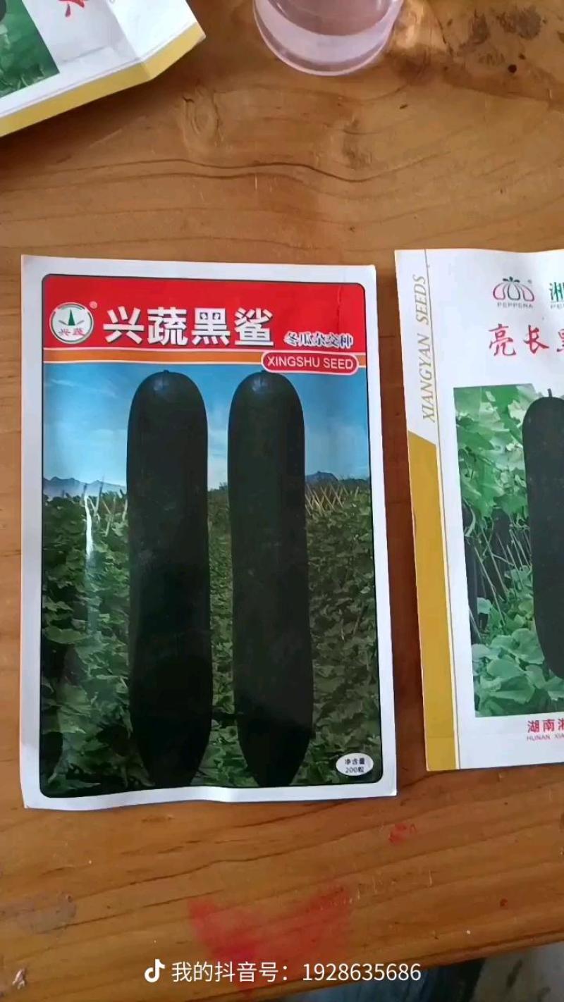《兴蔬黑鲨》黑皮冬瓜种子个大品质好产量高欢迎致电咨询