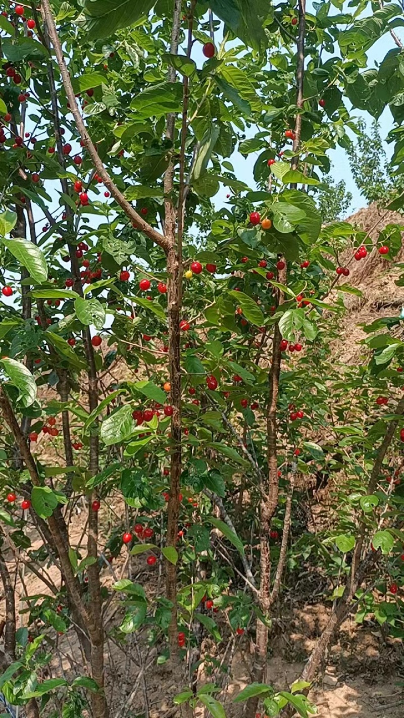 果园转让是山坡台地需要平地的勿扰