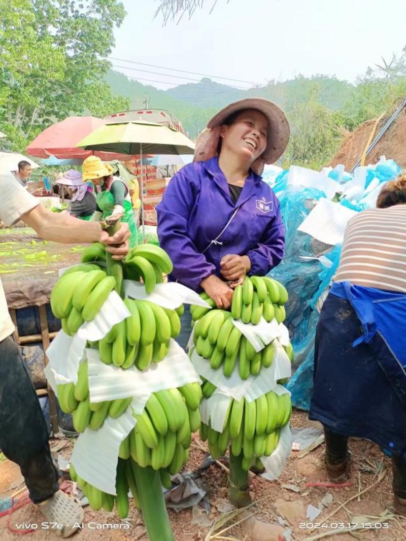 【全年有货】巴西香蕉云南产地发货质量保证量大从优欢迎联系