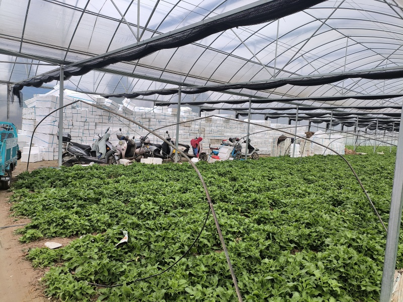 冰草、冰菜、非洲冰草、特菜、基地直供、量大优惠
