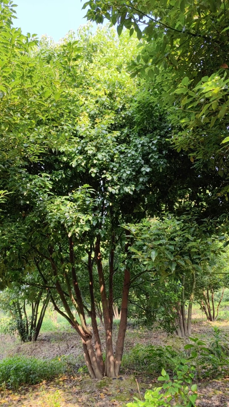 丛生香樟，丛生香樟价格，丛生香樟园