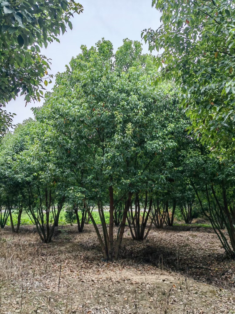 丛生香樟，丛生香樟价格，丛生香樟园