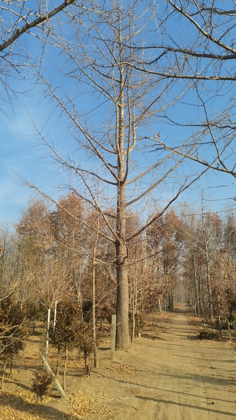 长期销售各种规格银杏树