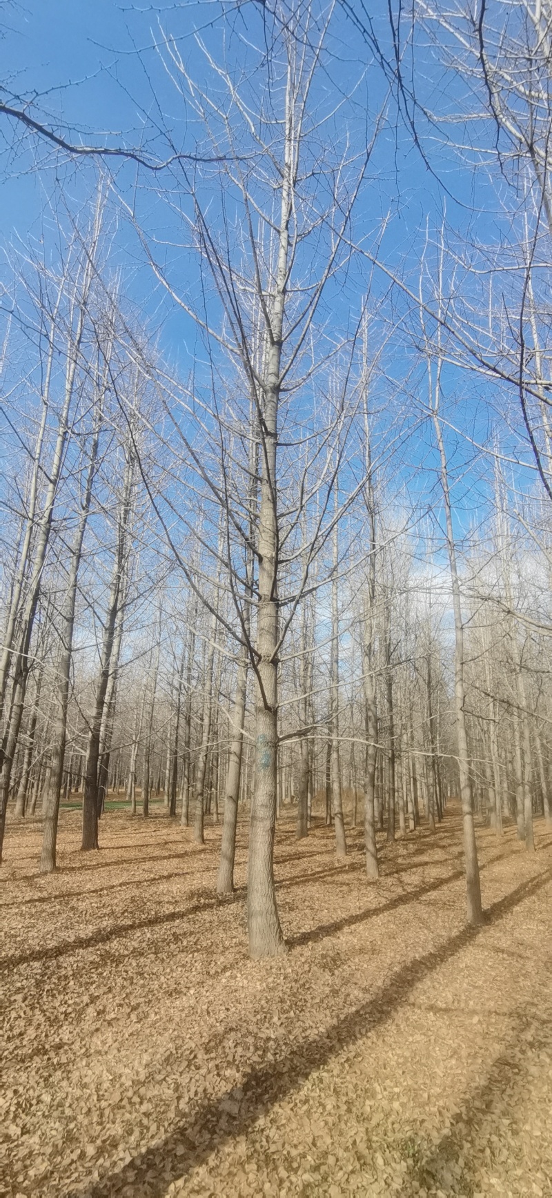 长期销售各种规格银杏树