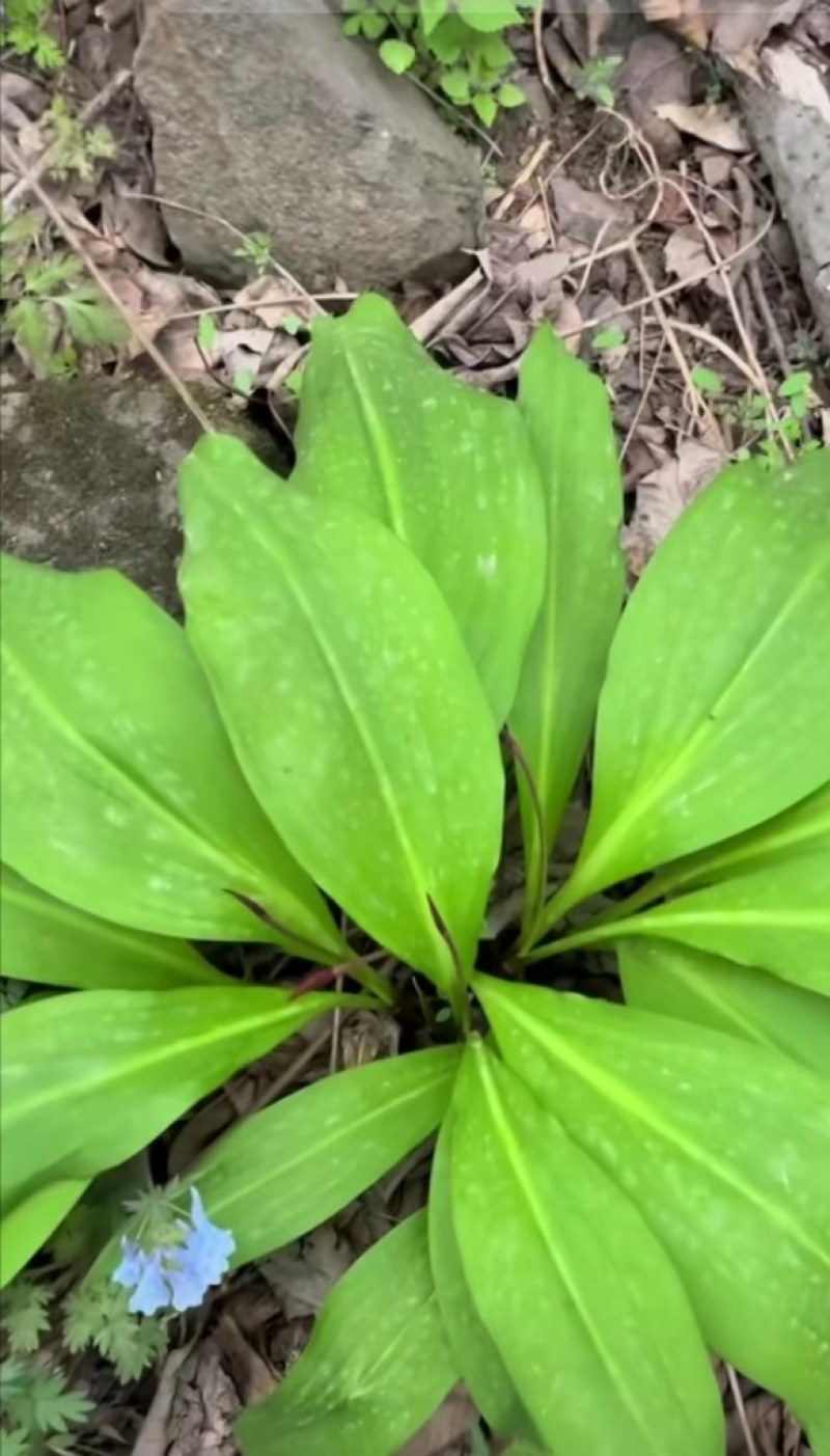 山葱苗1块钱一颗