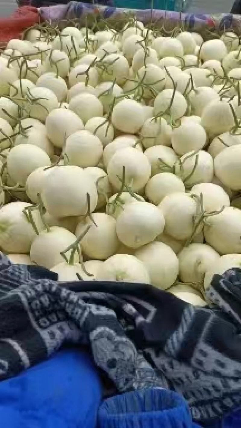 小白瓜白沙蜜甜瓜河南甜瓜大量上市实力代办，内黄甜瓜