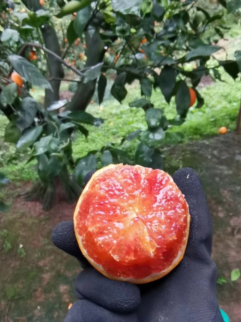 长寿湖正宗塔罗科血脐橙，预售中，可以提前来长寿看货