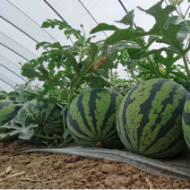 《正宗麒麟美都西瓜种植基地》支持视频验货甘肃西瓜热卖