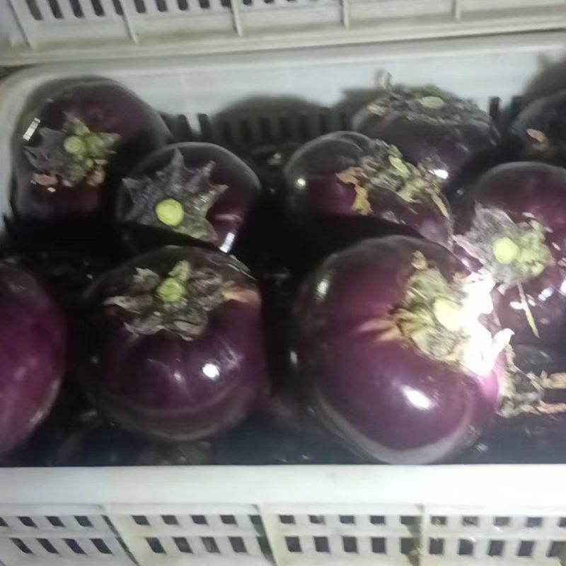 精品圆茄紫茄子货源充足量大从优质量保证对接全国欢迎咨询