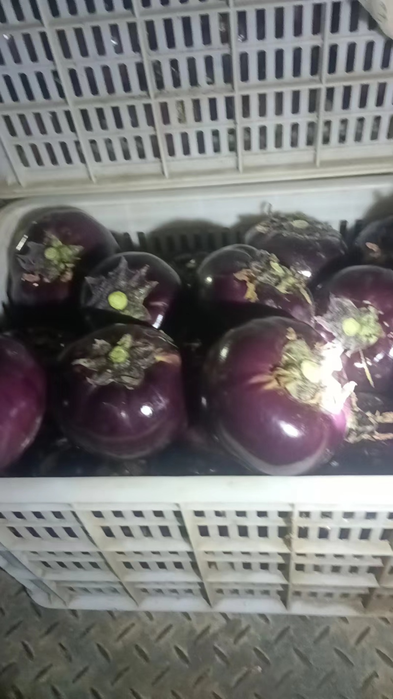 精品圆茄紫茄子货源充足量大从优质量保证对接全国欢迎咨询