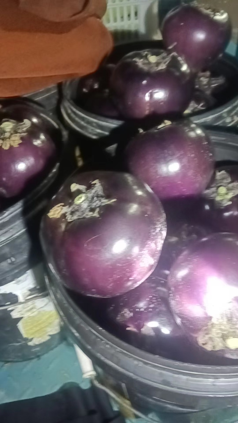 精品圆茄紫茄子货源充足量大从优质量保证对接全国欢迎咨询