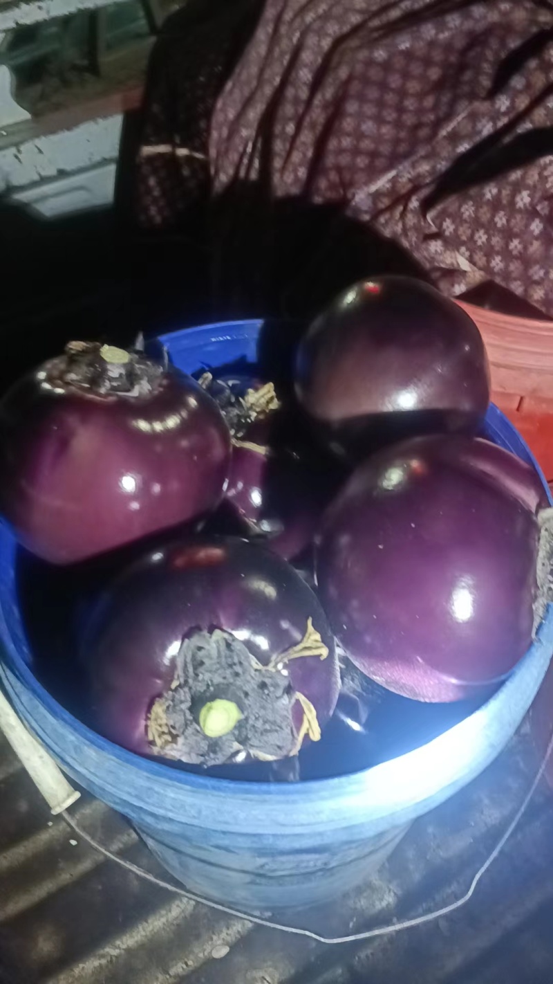 精品圆茄紫茄子货源充足量大从优质量保证对接全国欢迎咨询