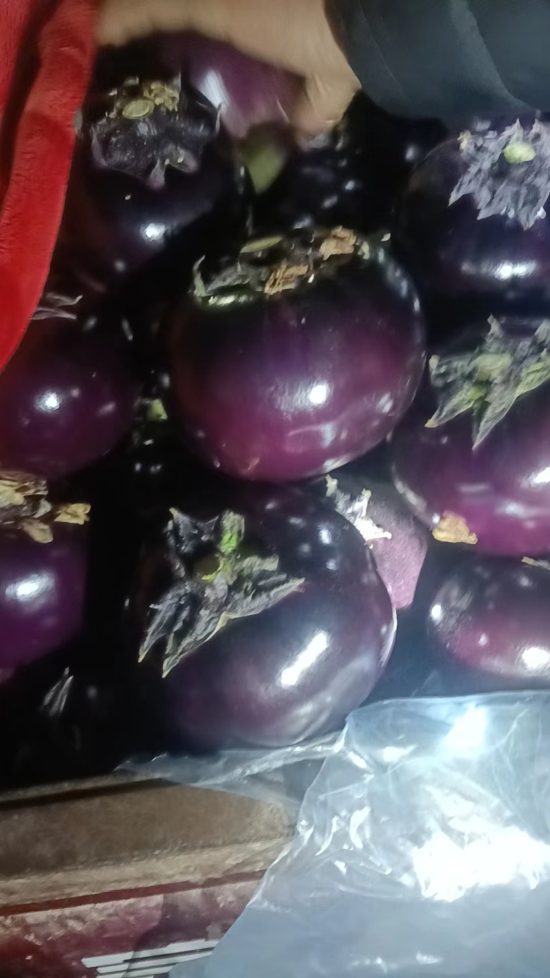 精品圆茄紫茄子货源充足量大从优质量保证对接全国欢迎咨询