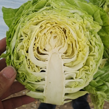 甘蓝