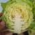 甘蓝