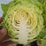 甘蓝
