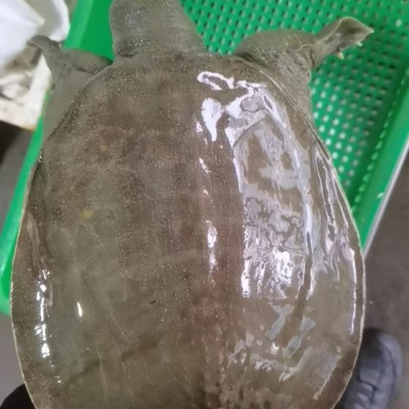 外塘冷水甲鱼