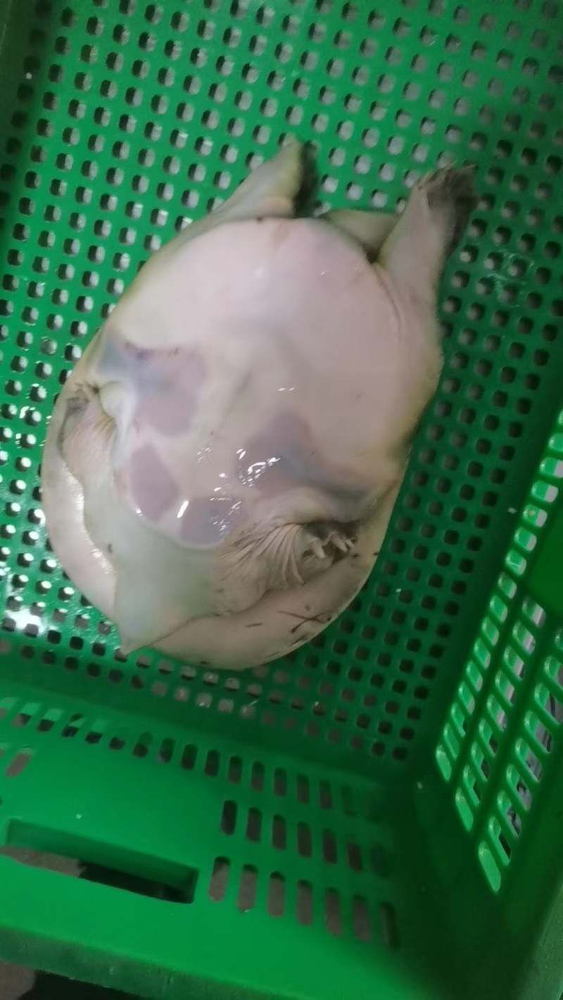 外塘冷水甲鱼