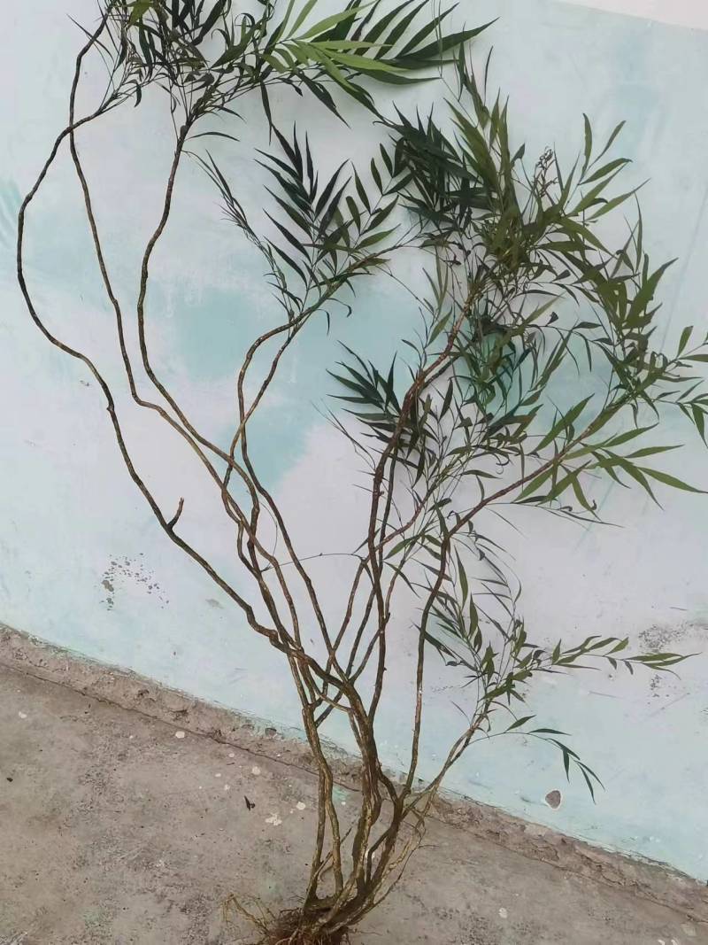 柳叶十大功劳