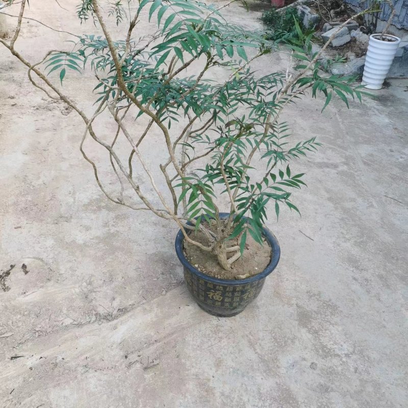 柳叶十大功劳