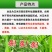 玉米苗后专用除草剂安全不伤苗硝磺草酮莠去津玉米地封闭除草