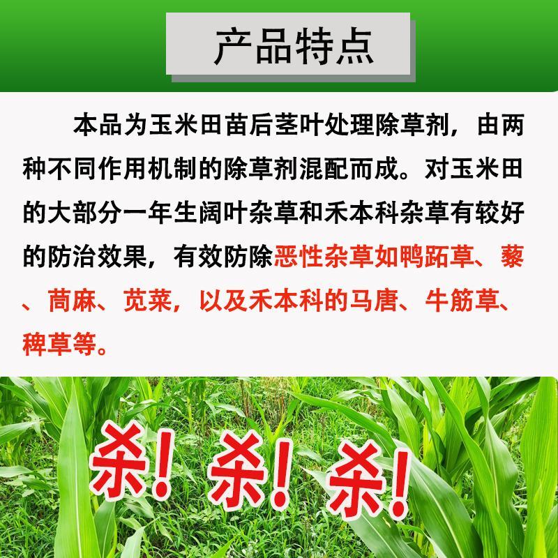 玉米苗后专用除草剂安全不伤苗硝磺草酮莠去津玉米地封闭除草