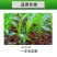 玉米苗后专用除草剂安全不伤苗硝磺草酮莠去津玉米地封闭除草