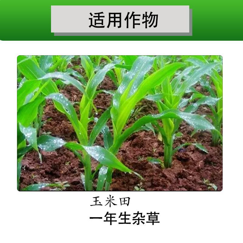 玉米苗后专用除草剂安全不伤苗硝磺草酮莠去津玉米地封闭除草