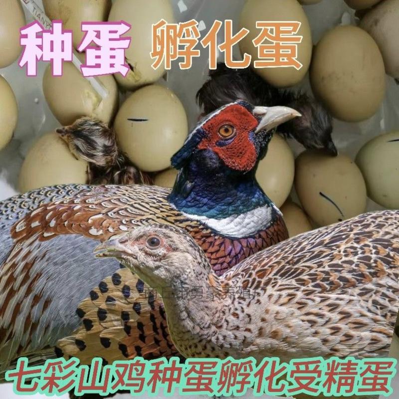 【包邮】七彩山鸡种蛋受精蛋可孵化受精率高
