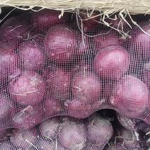 红皮洋葱紫皮洋葱黄皮洋葱大量供应对接加工厂市场