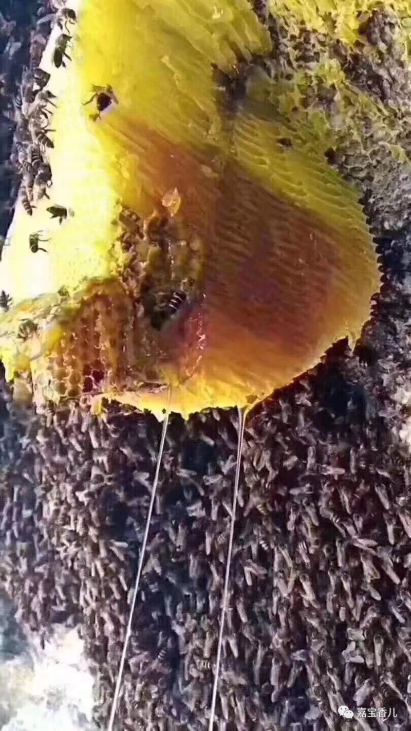 云南野生蜂蜜大量现货支持现场看货品质保证