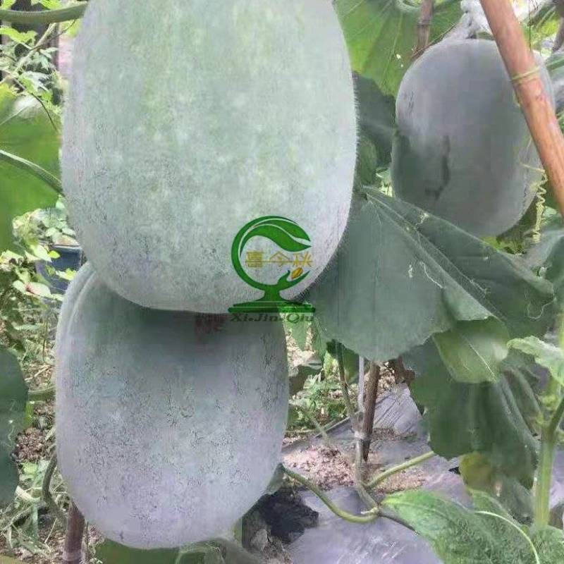 粉皮40粉皮冬瓜短筒型肉质致密耐储运