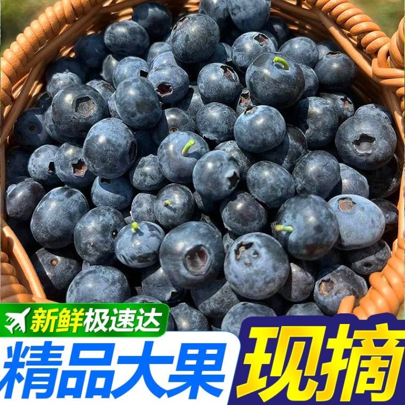一件代发优质蓝莓，品质保证，规格多样现货