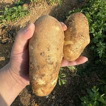 【麦肯土豆】薯条专用，供应全国加工厂，产地直发，实力代办