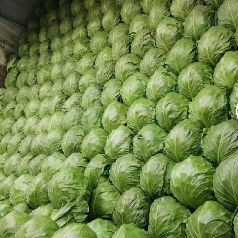 精品甘蓝货源充足对接全国量大从优质量保证欢迎咨询