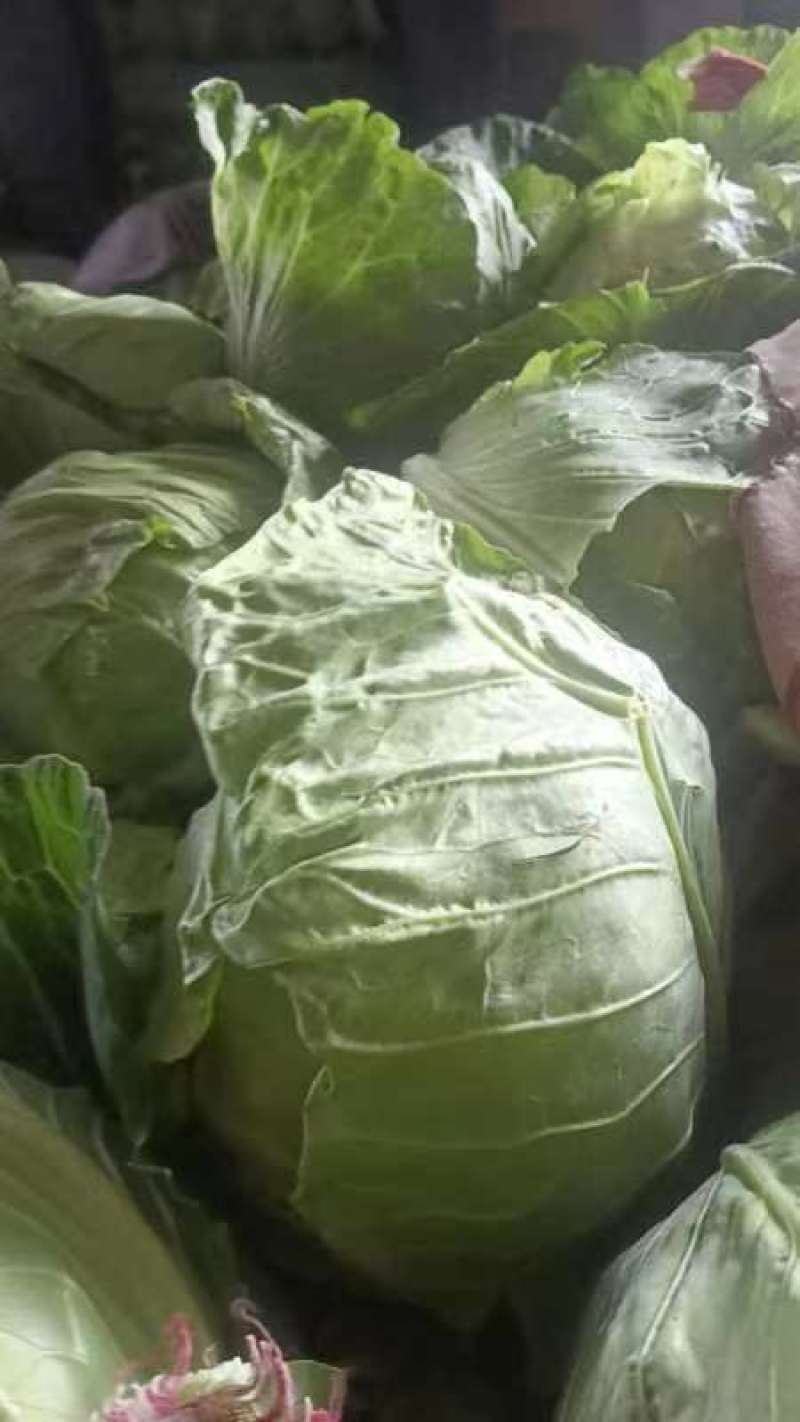 精品甘蓝货源充足对接全国量大从优质量保证欢迎咨询