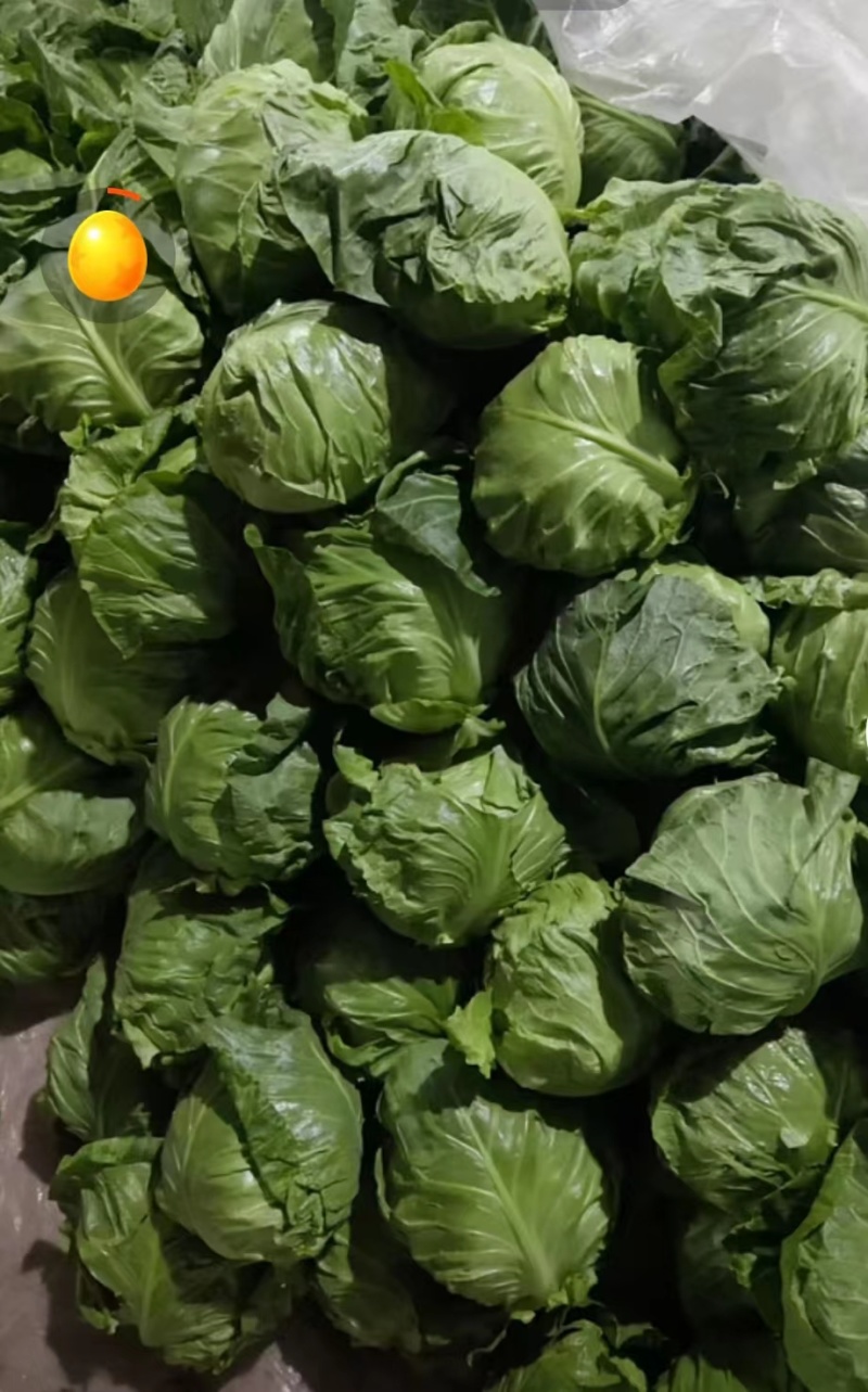 精品甘蓝货源充足对接全国量大从优质量保证欢迎咨询