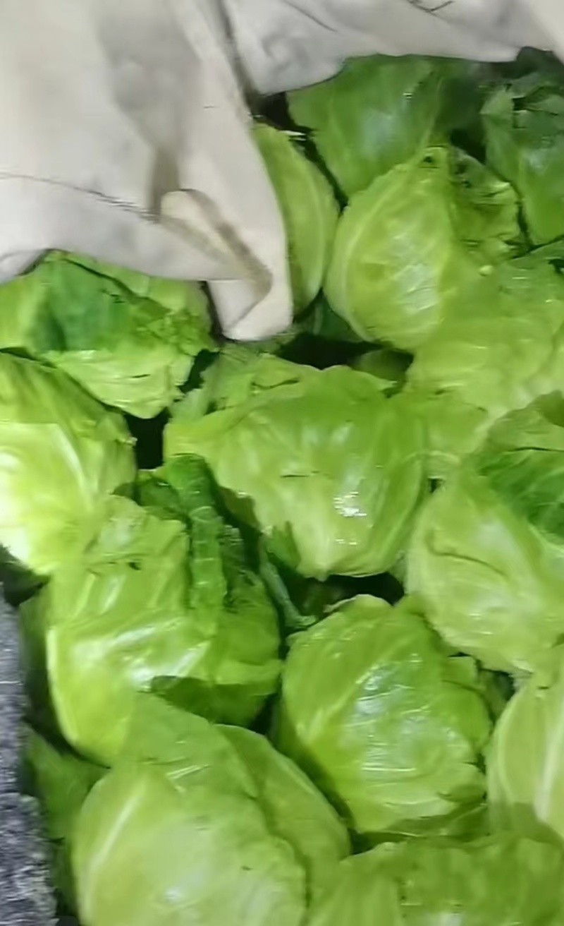 精品甘蓝货源充足对接全国量大从优质量保证欢迎咨询