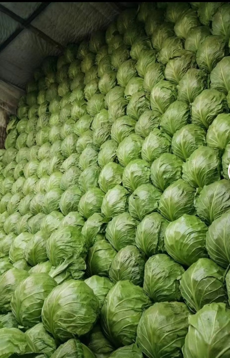精品甘蓝货源充足对接全国量大从优质量保证欢迎咨询