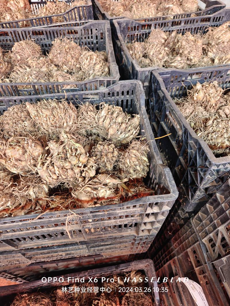 晚香玉种球盆栽地栽多年生种球花卉白色重瓣浓香型花卉