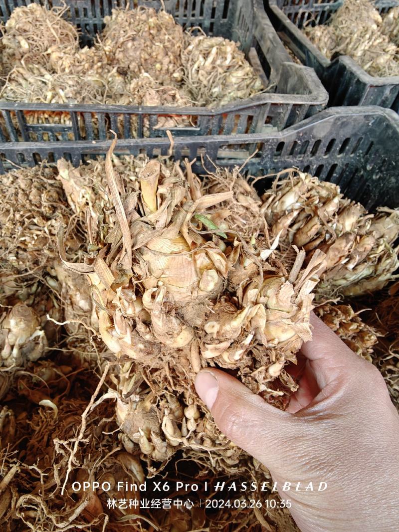 晚香玉种球盆栽地栽多年生种球花卉白色重瓣浓香型花卉