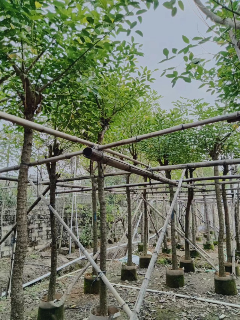鸡冠刺桐基地直销规格齐全欢迎老板来电咨询合作