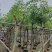 鸡冠刺桐基地直销规格齐全欢迎老板来电咨询合作