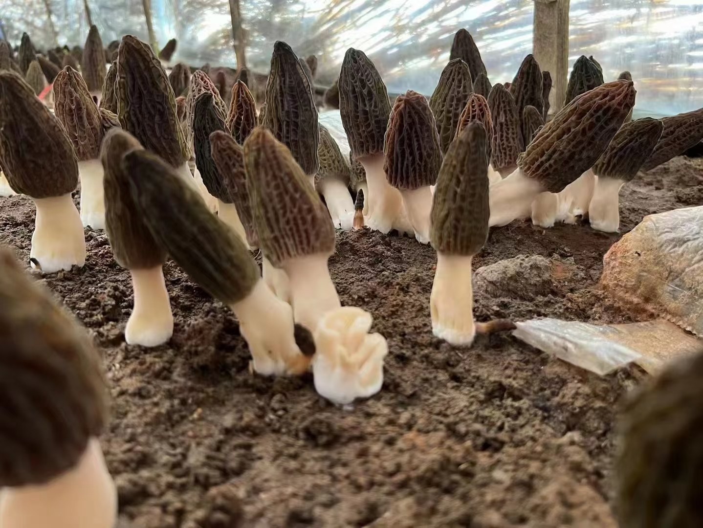 羊肚菌结构图