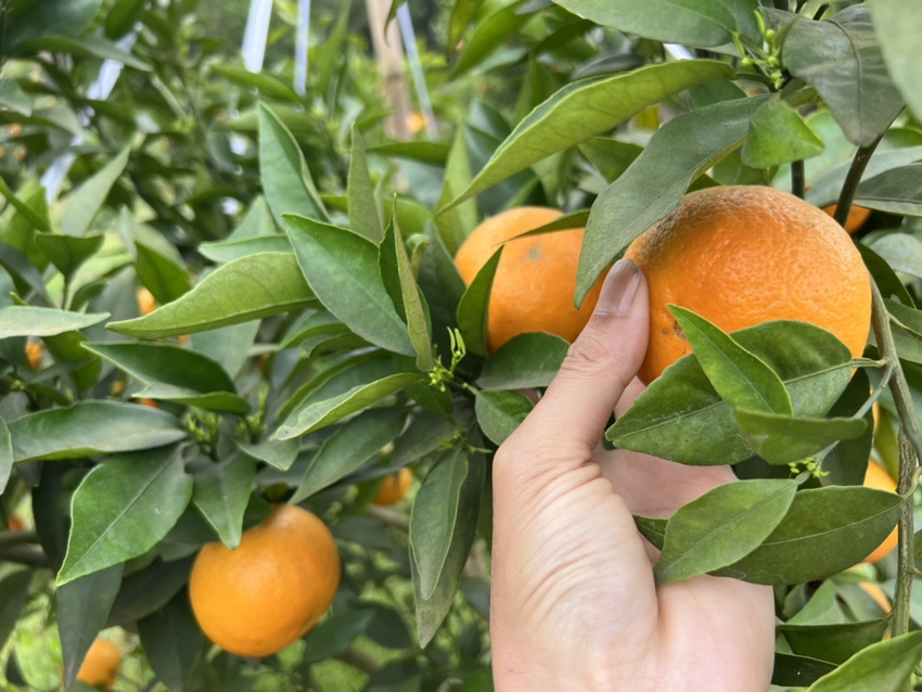 沃柑苹果蜂蜜汁成品图